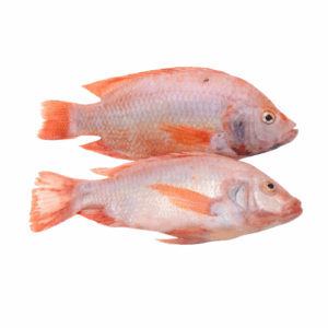 TILAPIA - MOJARRA